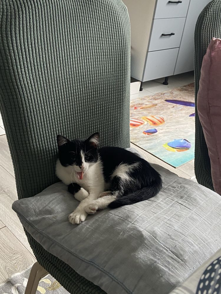 Котенок девочка