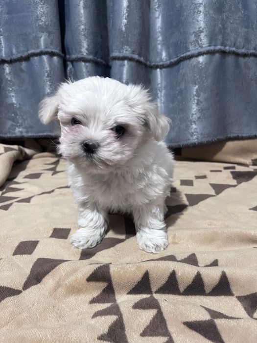 Pui de Bichon maltez