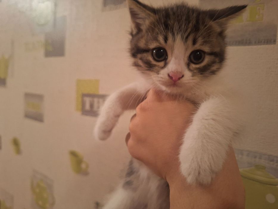 Котята полупородистые скоттиш страйт