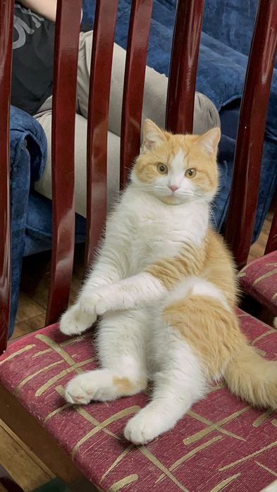 котик Персик в надежные руки