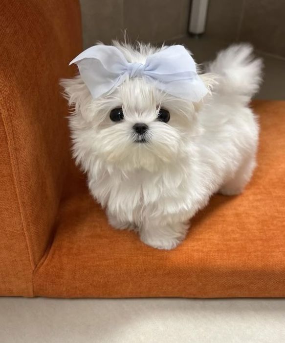 Bichon  maltez băiețel toy