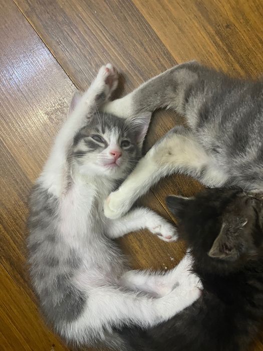 Котёнок  2 месяца
