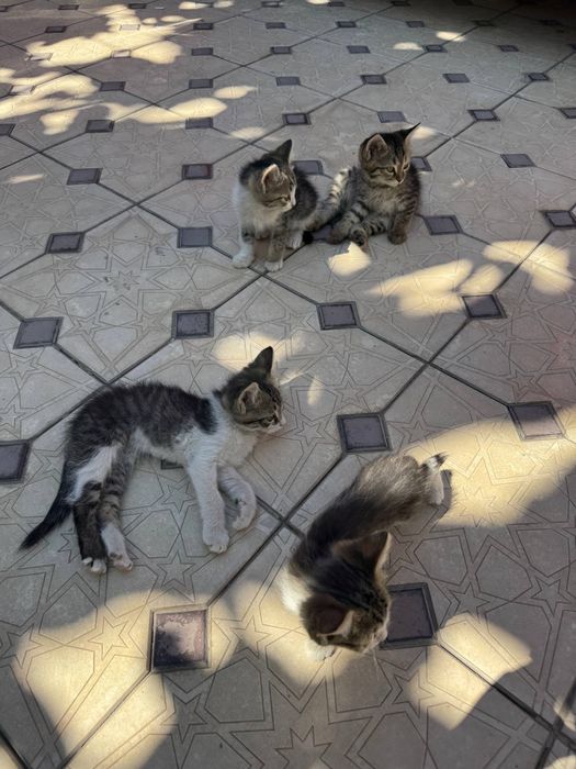 Маленькие котята в добрые руки, даром!