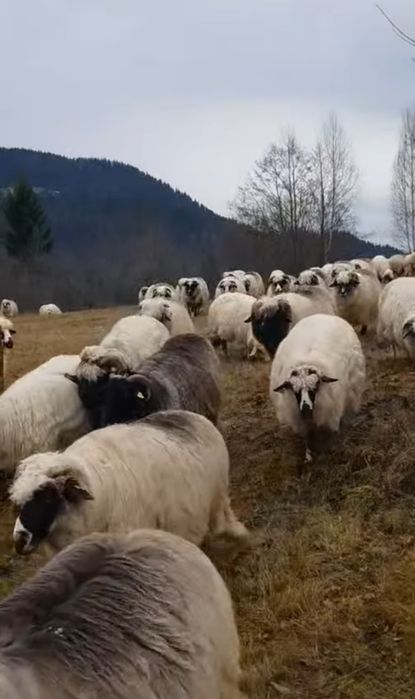Vând 40 de oi frumoase