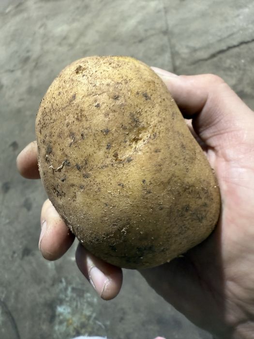 Отпом картофель с Павлодара