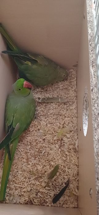 Vand o Pereche papagali