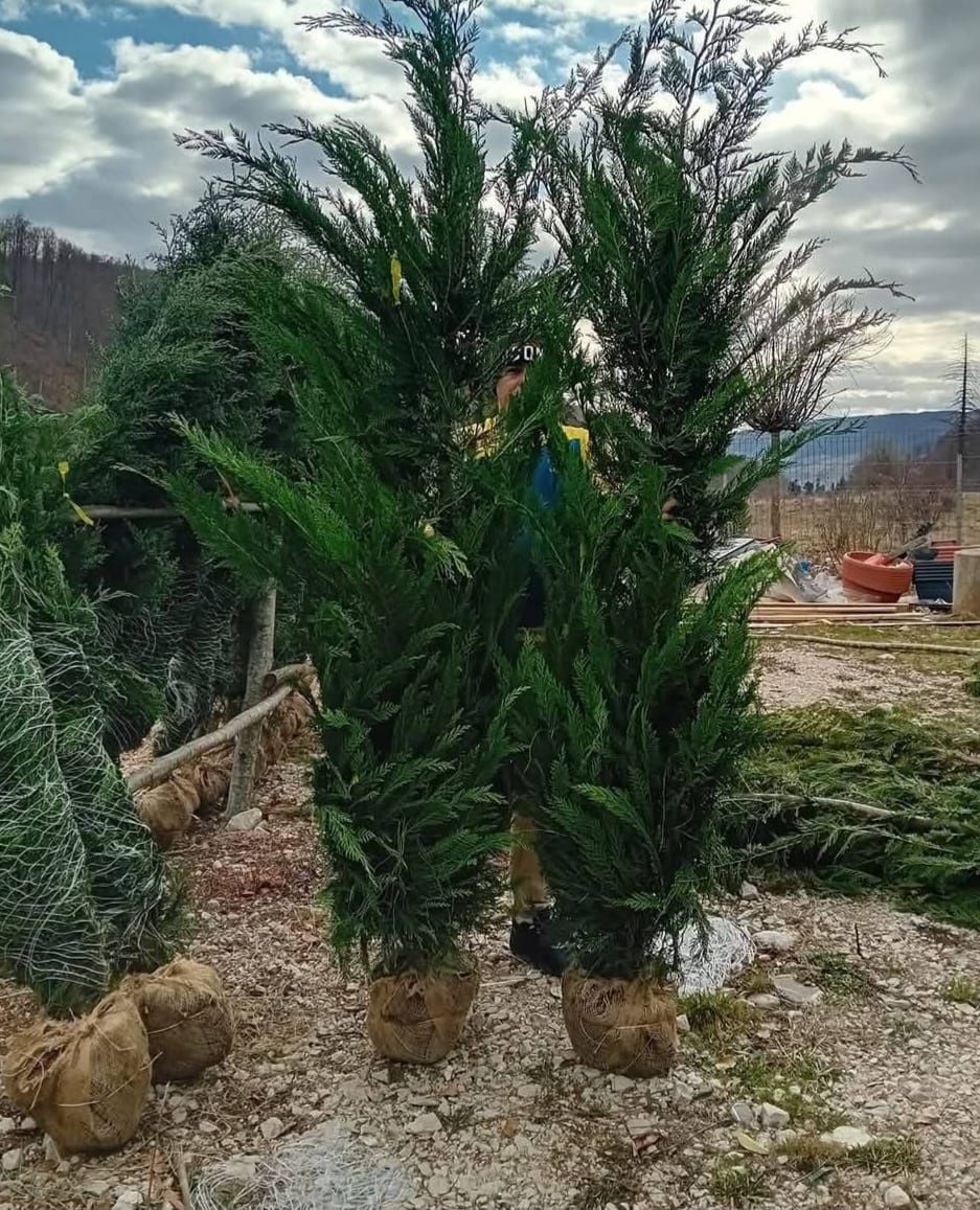 Vând plante ornamentale