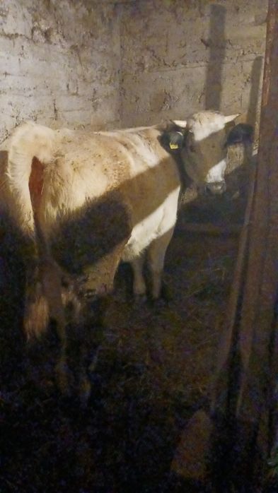 Juninca rasa belgiana