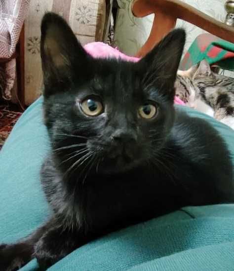 Котята домашние бесплатно в хорошие руки