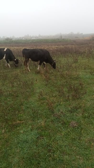 Vând patru vaci gestante