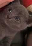 British shorthair