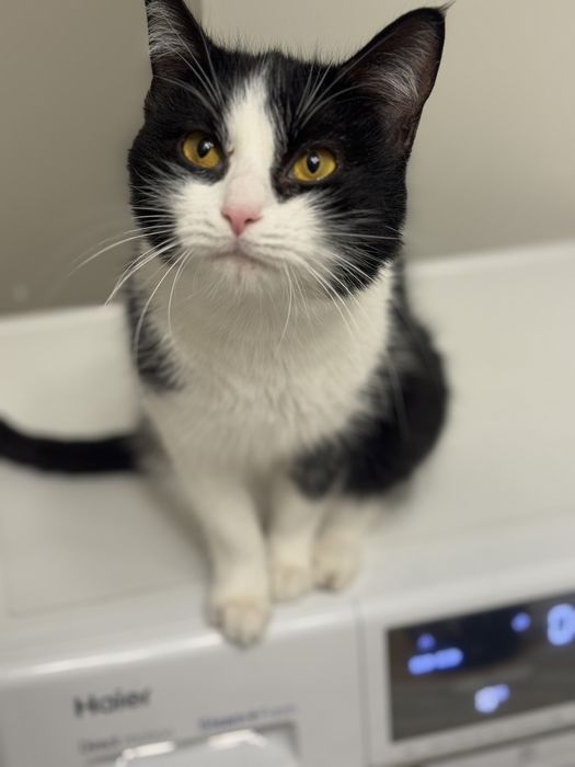 Нежная кошка-девочка ищет любящих хозяев.