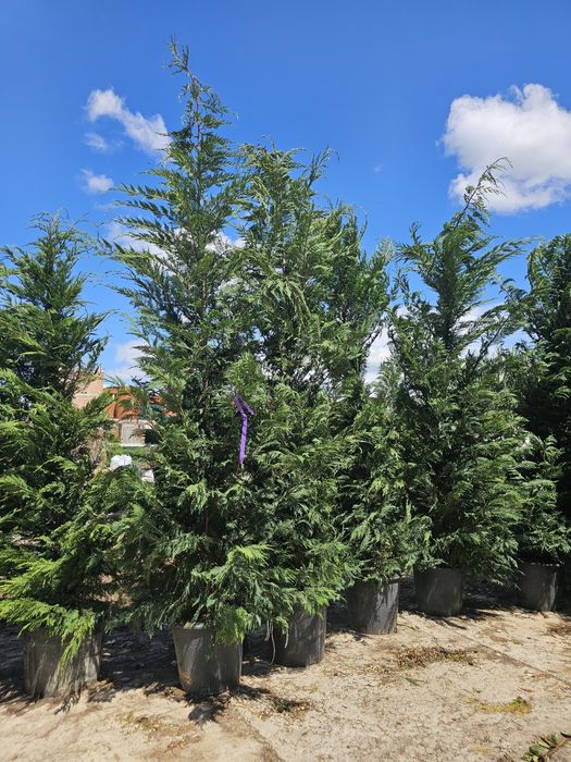 Spirale pon pon magnolia laur englezesc Photinia brazi pini enupar