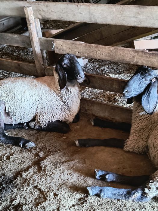 Vand 2 berbeci Tigaie Sarbeasca