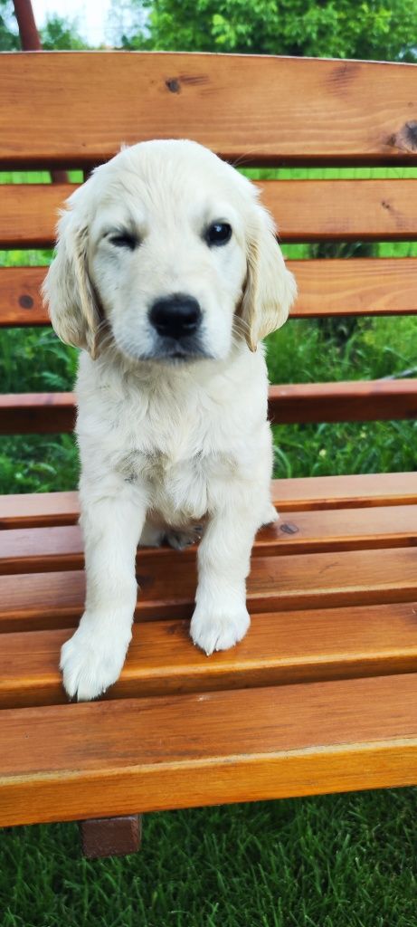 Pui Golden Retriever