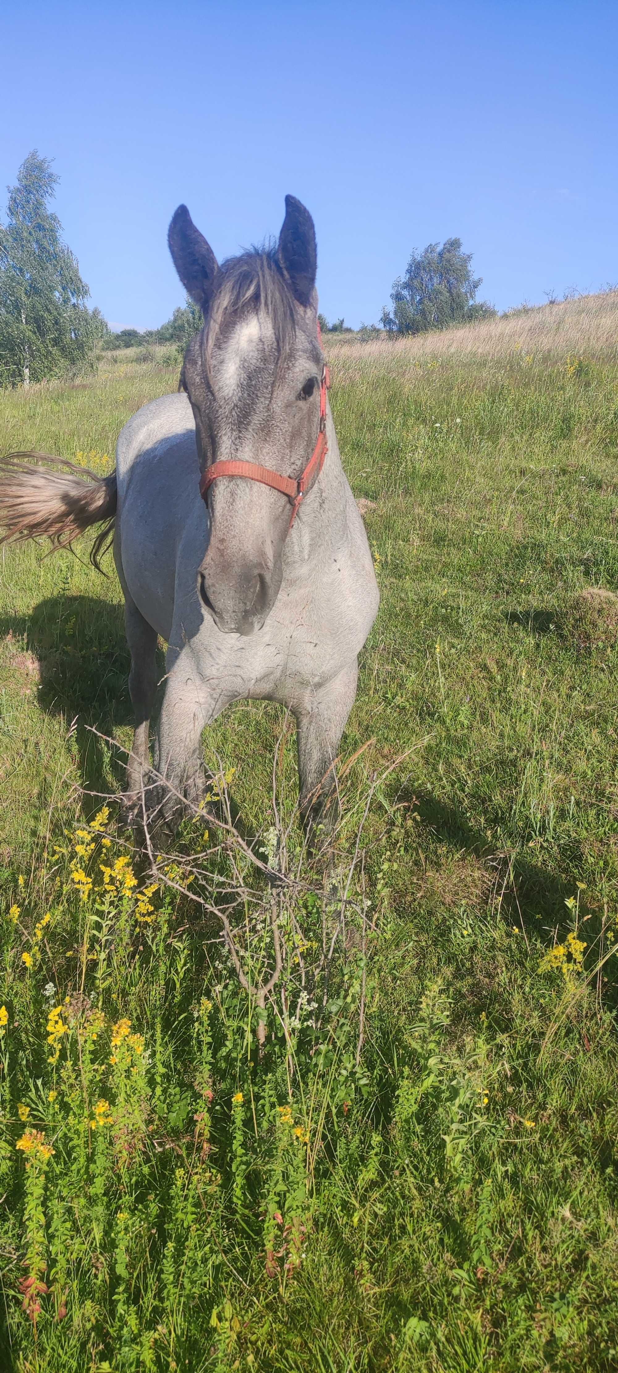 Vând mânză 2 ani