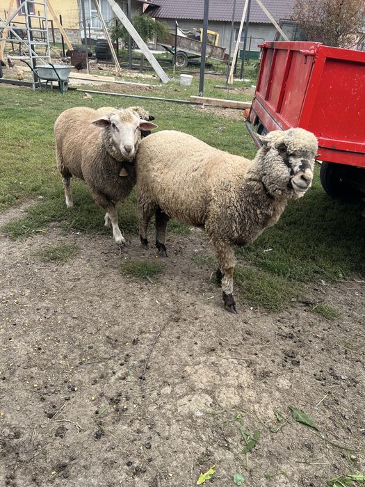 Oi metis texel 1 berbec si 2 oi