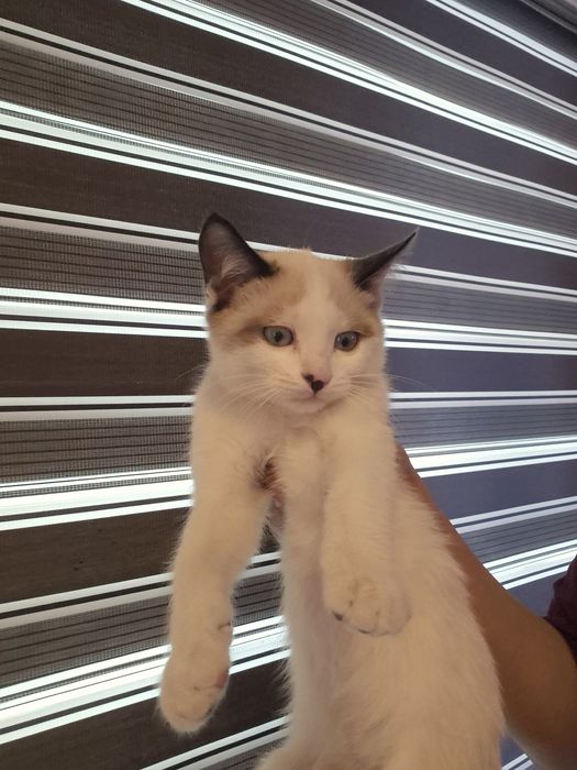 2 yarim oylik ragdol mushukcha sotiladi