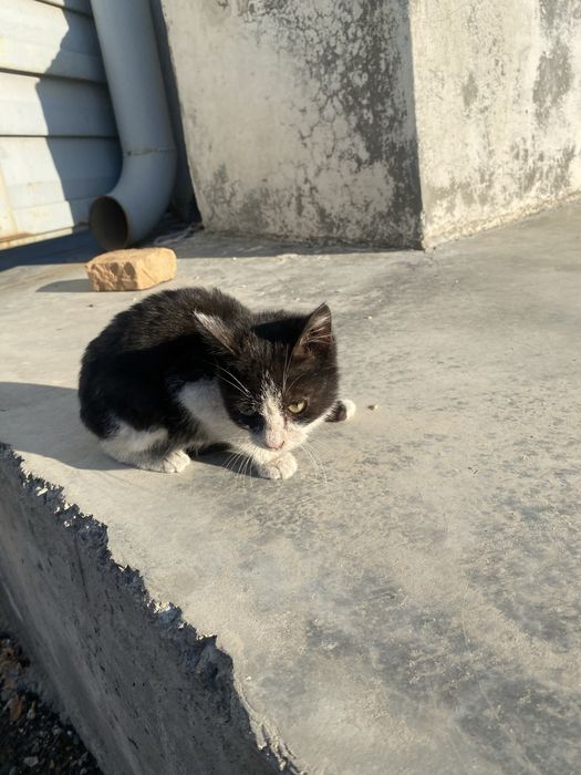 Mushucha hadya qilinad