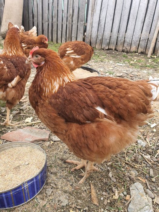 Oua de gaina 2 lei buc