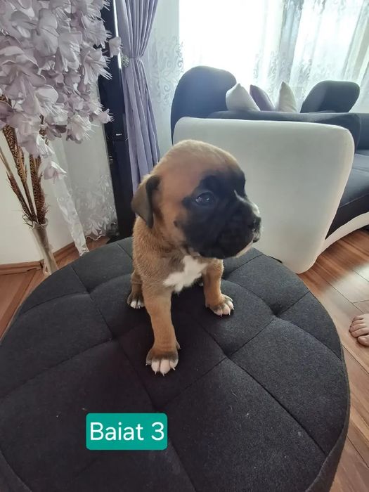 Pui de boxeri dragalasi