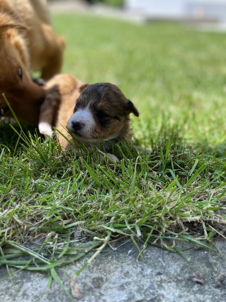 Trei Fetițe Adorabile Caută Cămin Plin de Dragoste În Vârstă De 3 Săpt