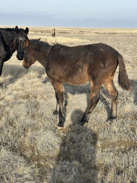 Кенже тулган еркек жабагы сатылады
