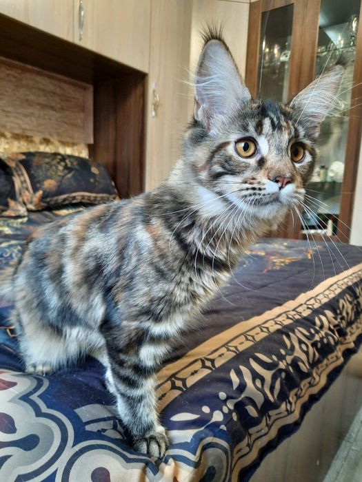 Продажа котят Мейн Кун