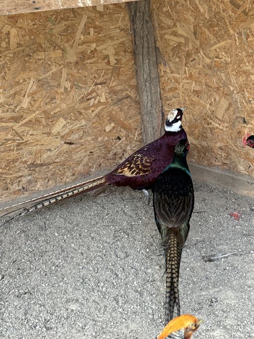 Fazani comuni si tenebros