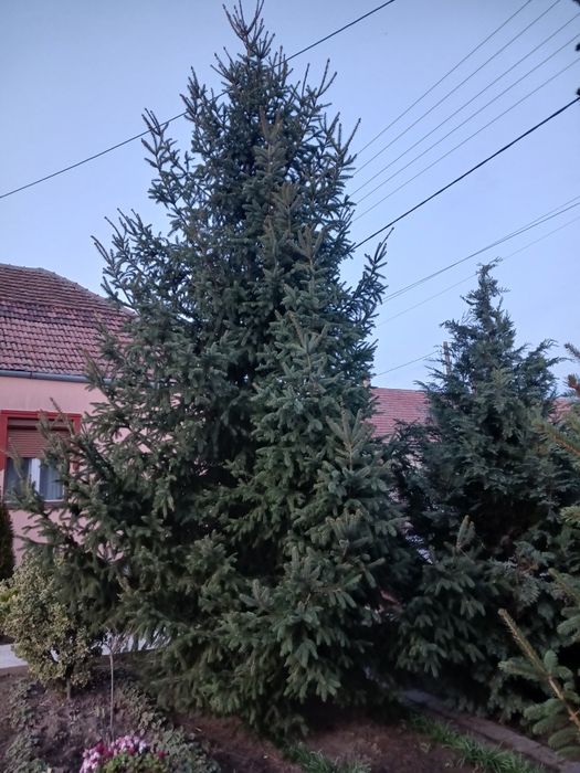 Vând brad 7 metri