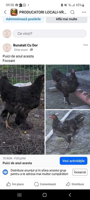 Puici de anul acesta