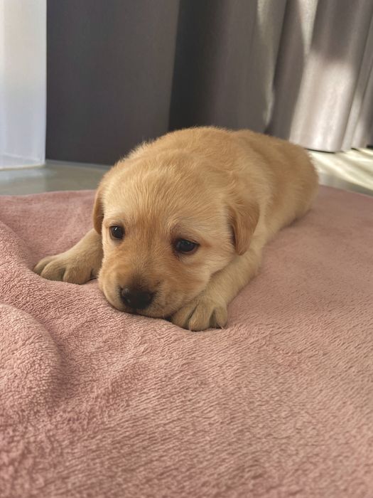 Pui Labrador Retriever cu Pedigree Tip A
