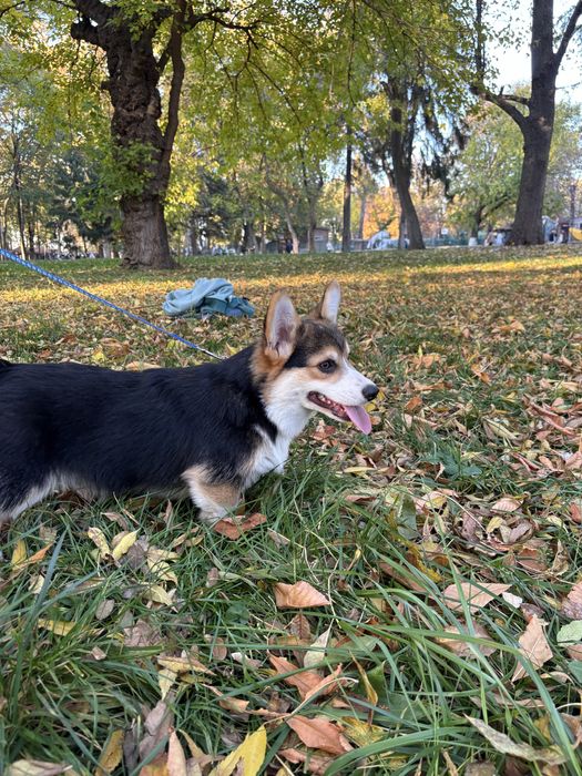 Mascul Corgi tricolor
