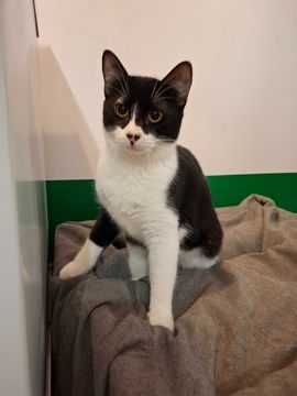 Adoptie pisica neagra castrata Seherezada