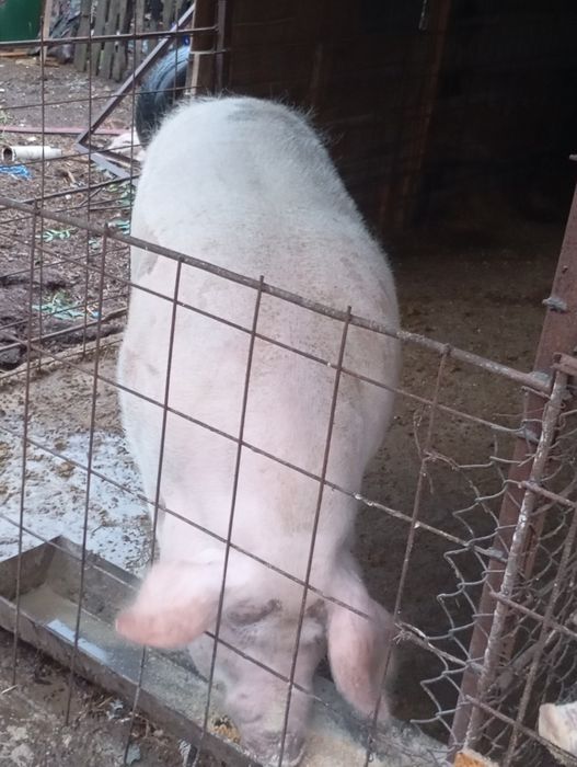 De vânzare izvoru Argeș