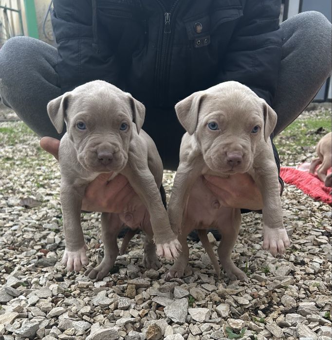 Американски питбули