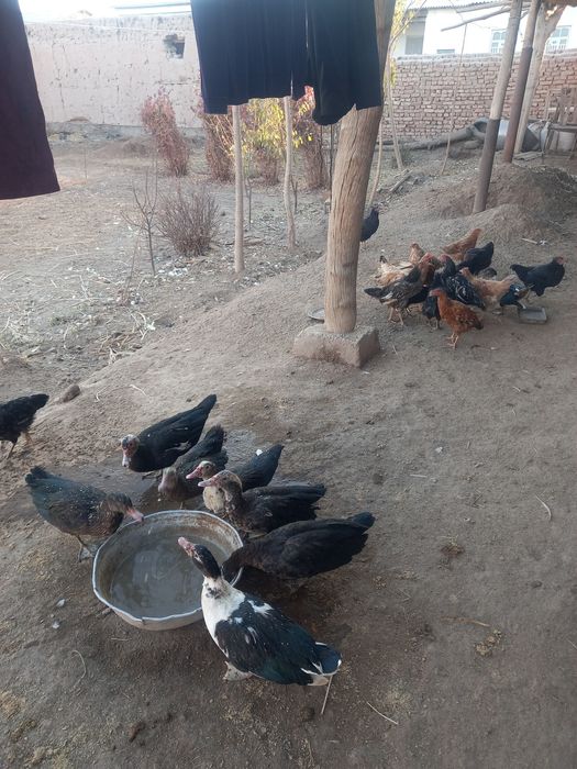 Индушка жожа товуклар сотилади  75 мигдан дамашний