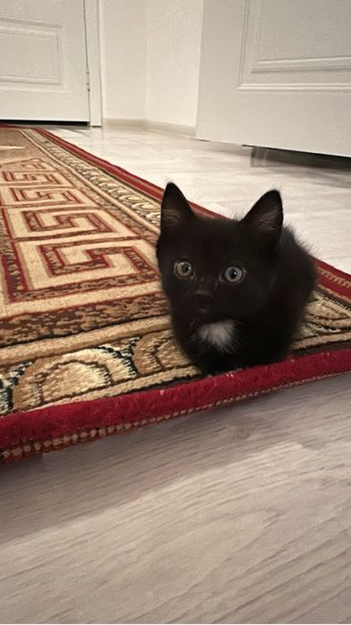 мысык бар бесплатно