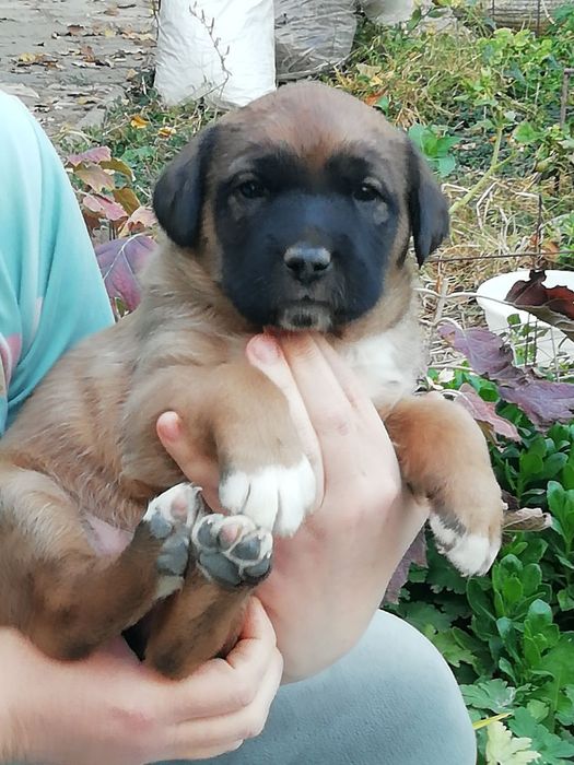 Щенята в добрые руки