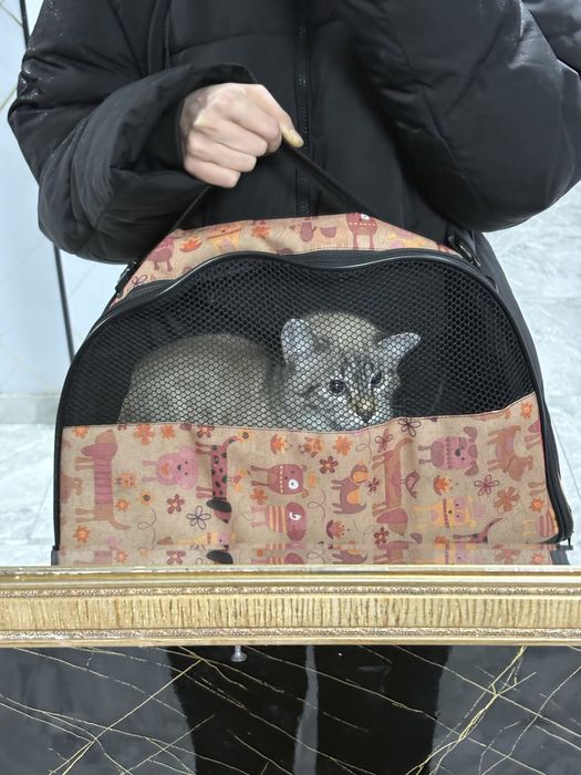 кот по имени Жаным