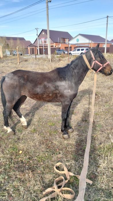 Продам кобылу хороших кровей