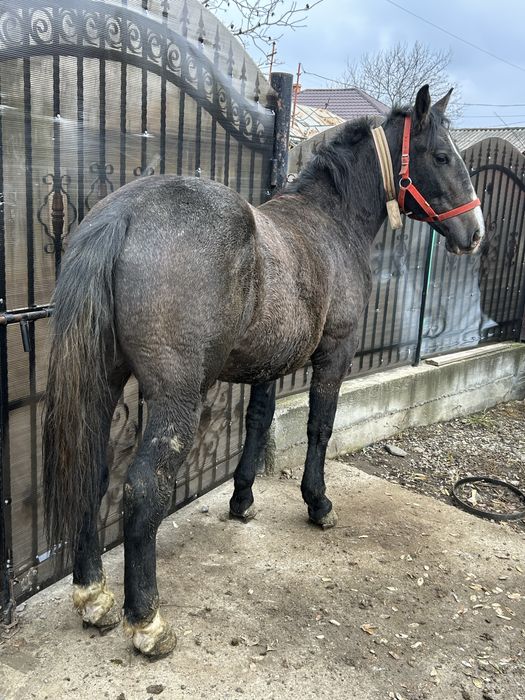 Manz de 2 ani dinti de lapte