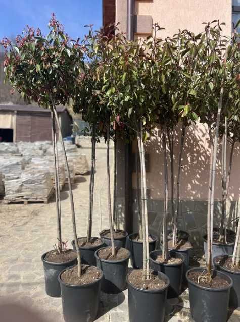 Plante Decorative