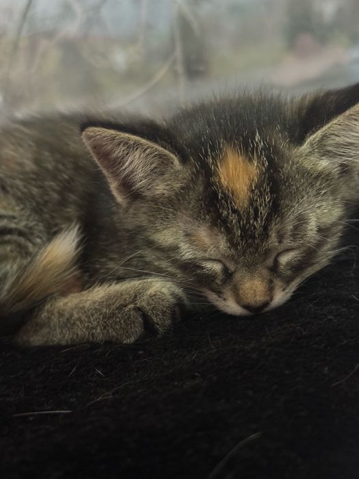 Отдам КОТЕНКА в ОЧЕНЬ  добрые руки