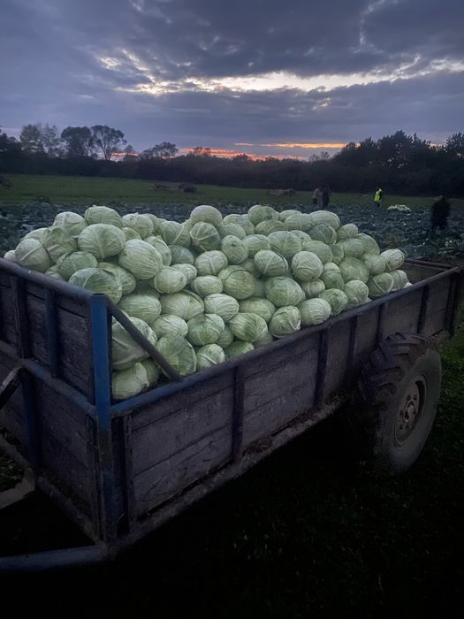 Varza cu frunza subtire. 0,80 bani kg.