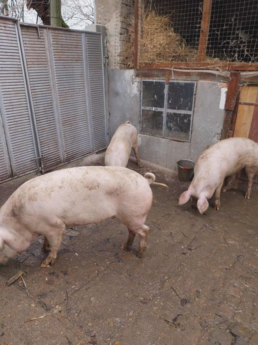 Продавам едно от прасетата