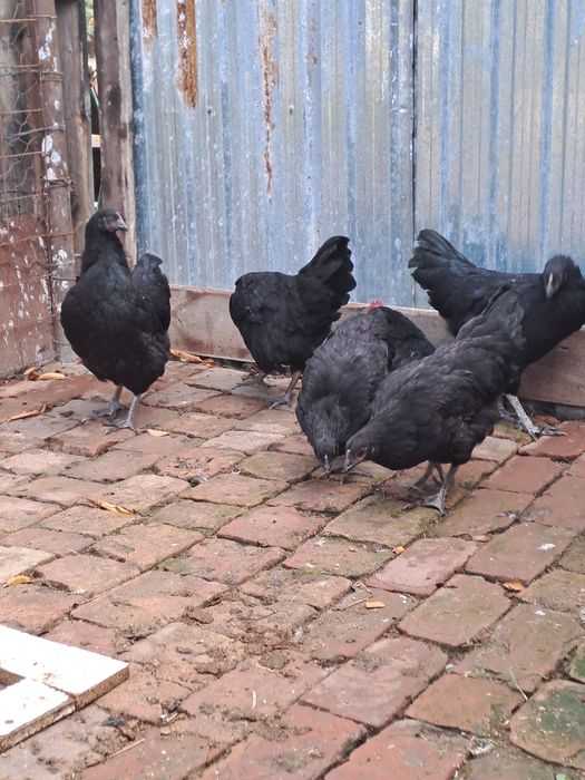 Gaini australorp