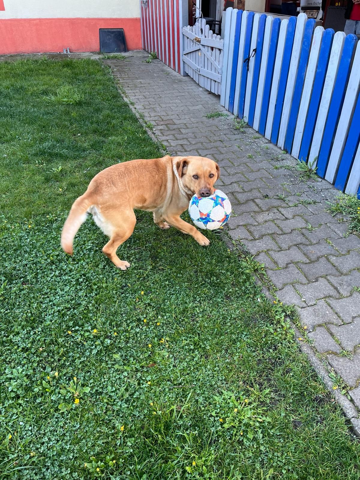 Labrador retriever