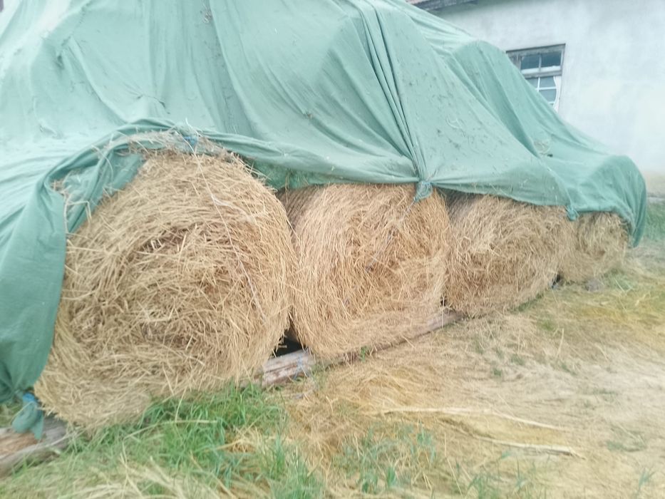 Baloti fan sau lucerna Rotunzi 40.Drept.500;Pomi Aluni Nuc.Castan.Afin