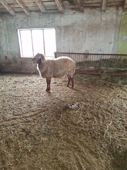 Продавам Овен, Коч